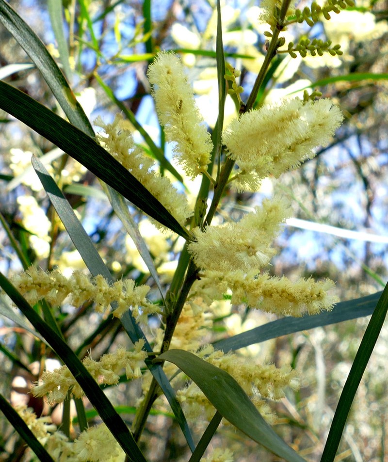 Acacia williamsiana photo 6