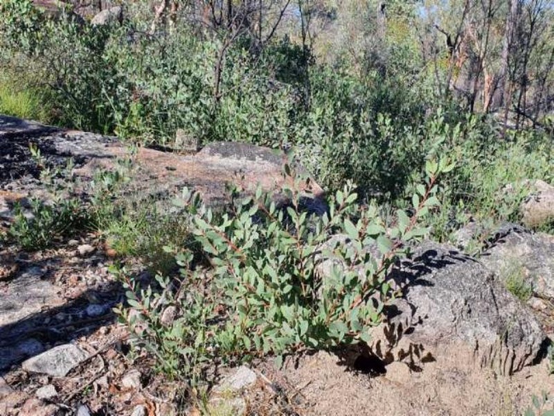 Acacia williamsiana photo 7
