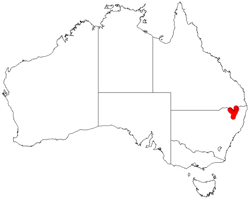 Acacia williamsiana
