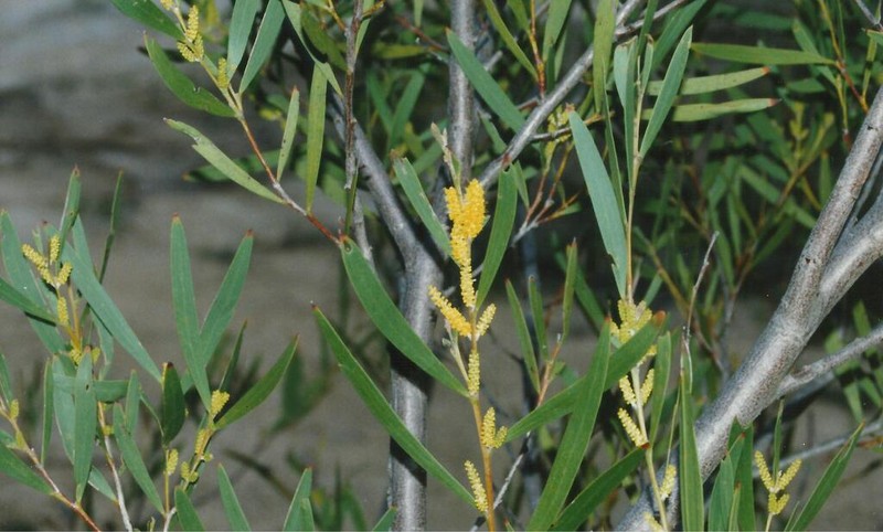 Acacia williamsiana photo 2