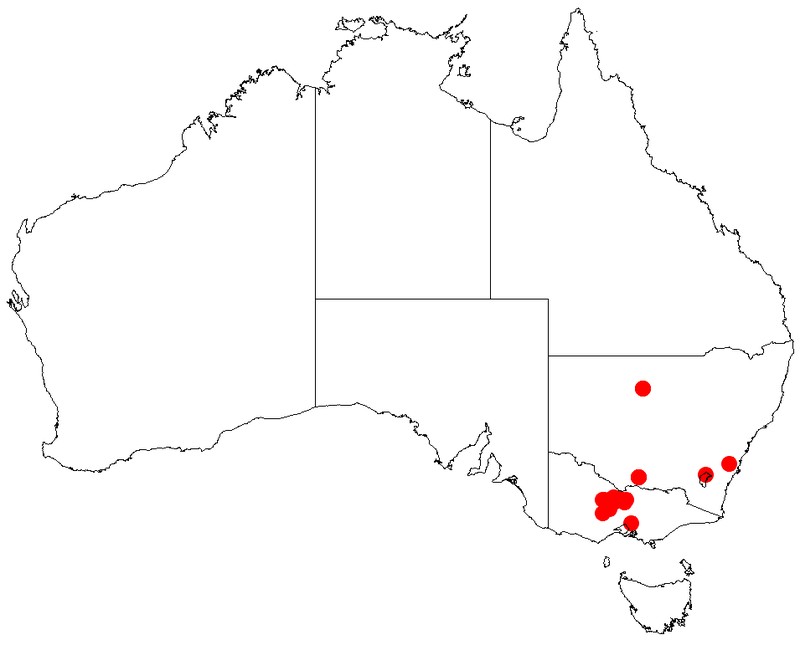 Acacia williamsonii