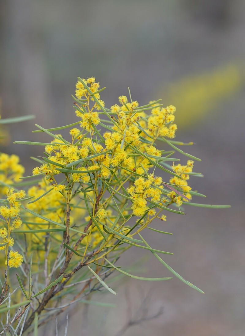 Acacia williamsonii photo 2