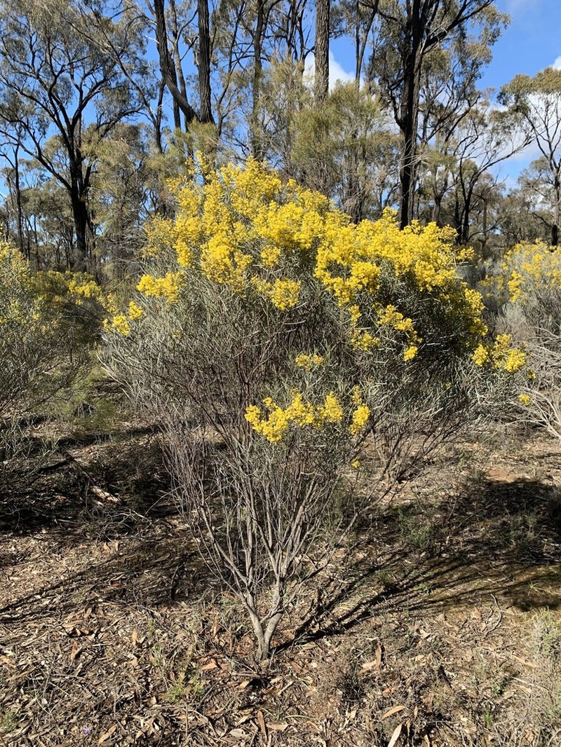 Acacia williamsonii photo 3