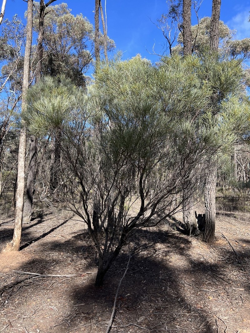 Acacia williamsonii photo 4