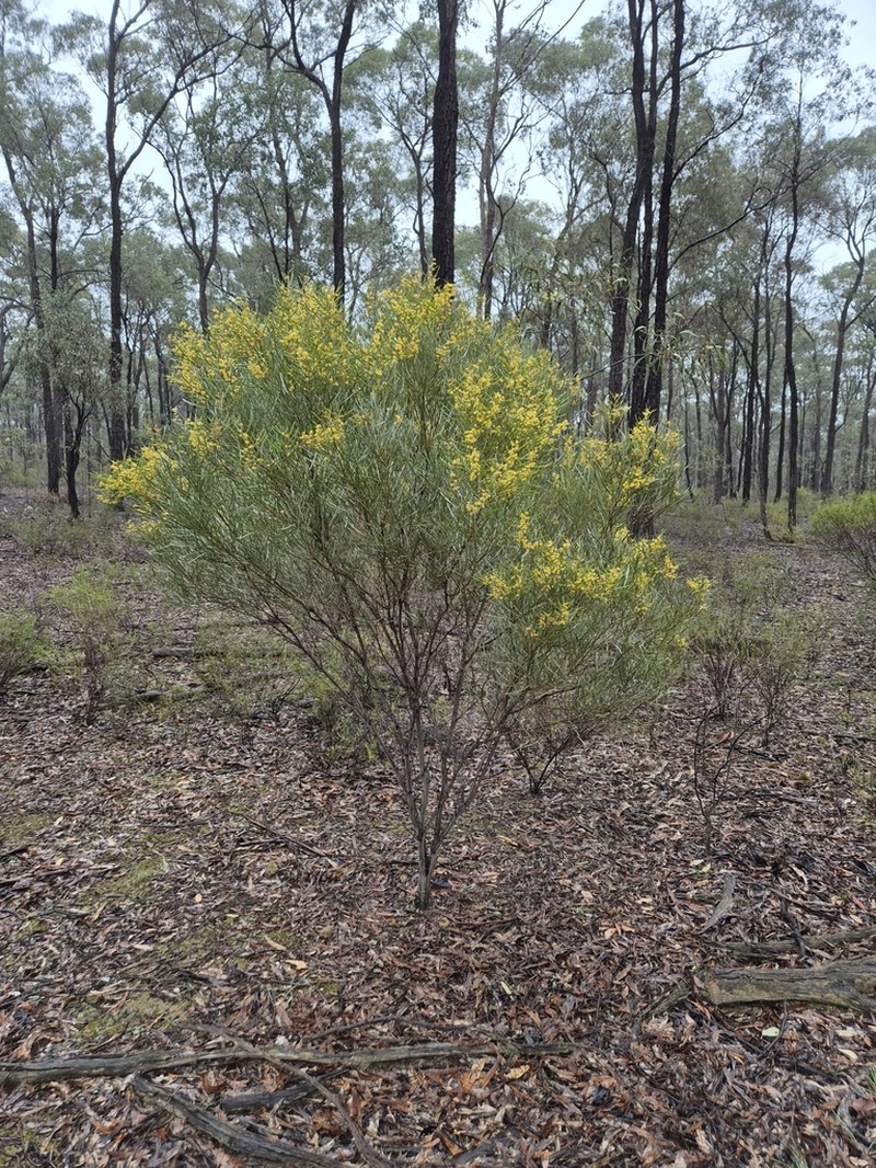 Acacia williamsonii photo 5