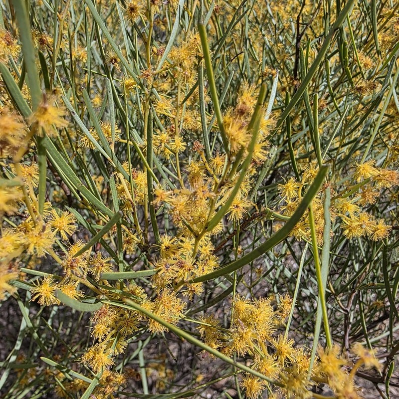 Acacia williamsonii photo 6