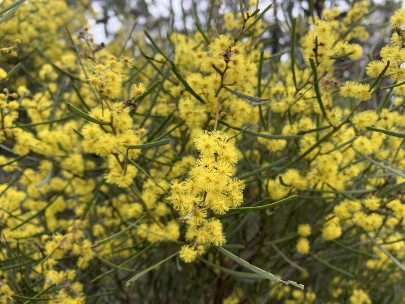 Acacia williamsonii photo 7