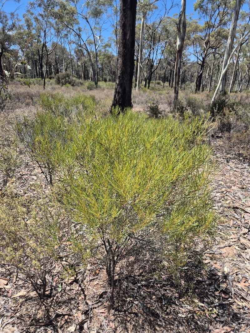 Acacia williamsonii photo 8
