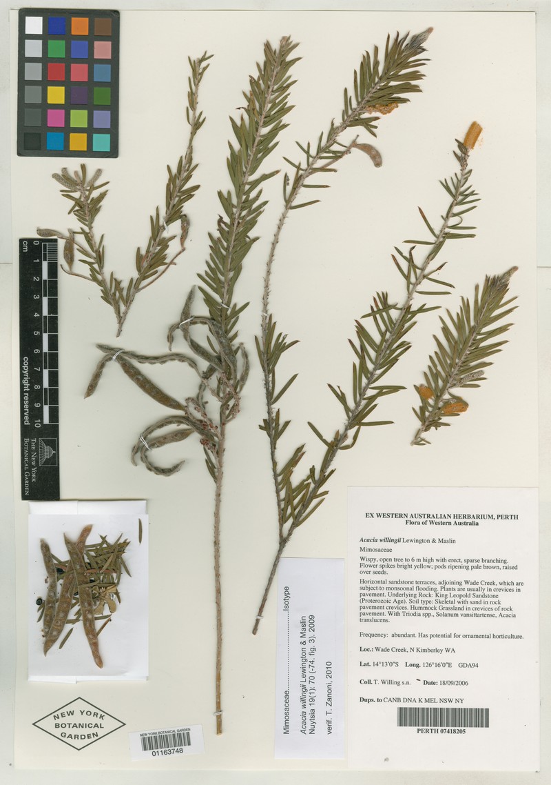 Acacia willingii