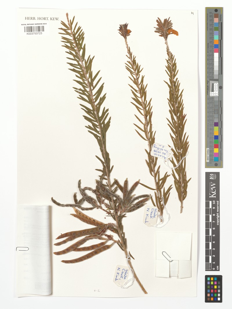 Acacia willingii photo 2