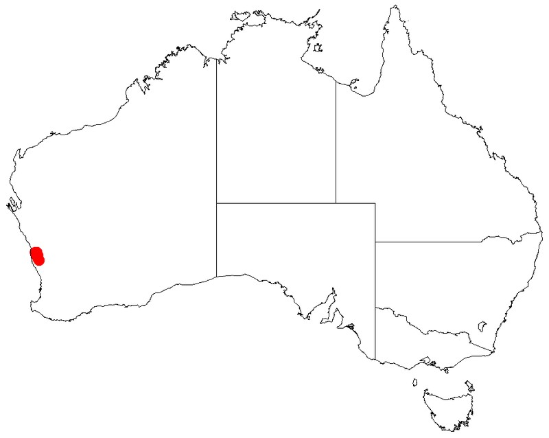 Acacia wilsonii