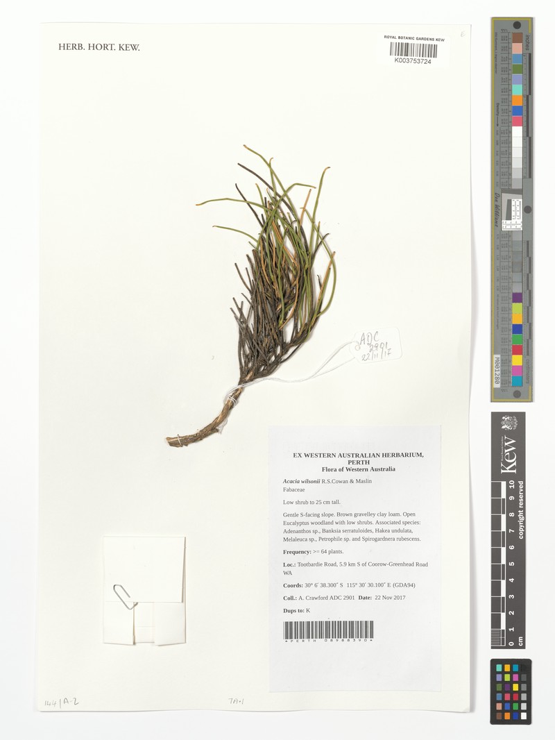 Acacia wilsonii photo 2