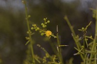 Acacia wiseana