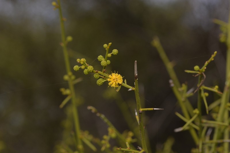Acacia wiseana
