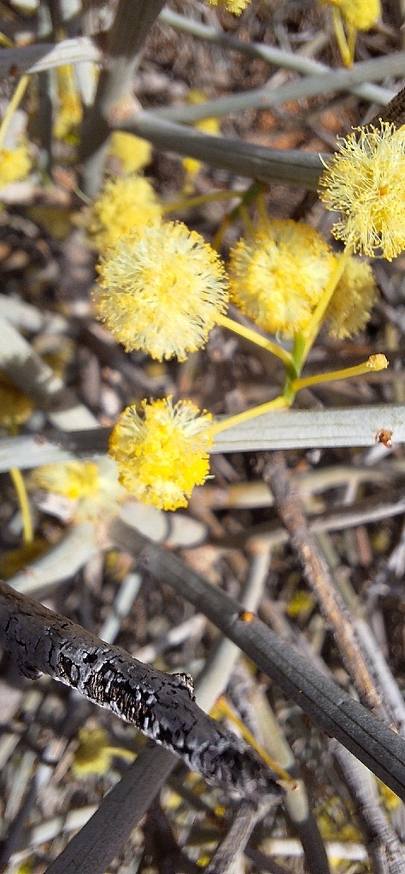 Acacia wiseana photo 2