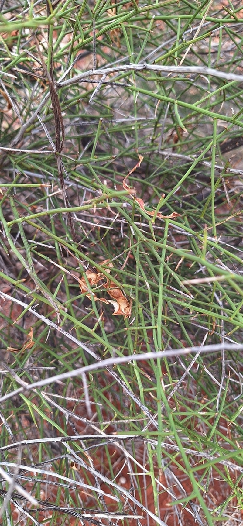Acacia wiseana photo 3