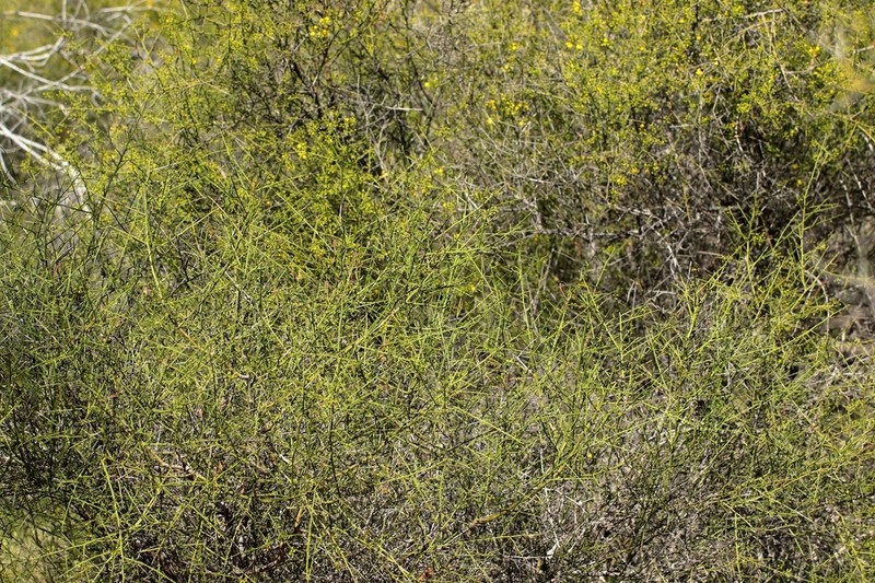 Acacia wiseana photo 4