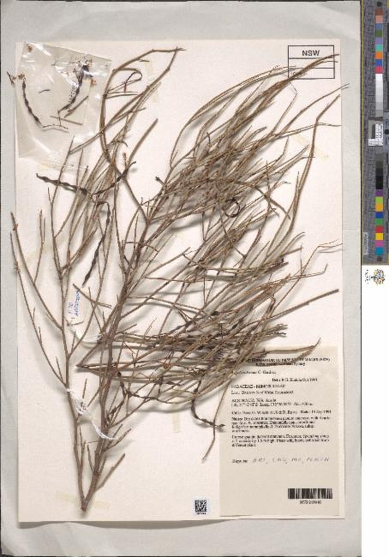 Acacia wiseana photo 5