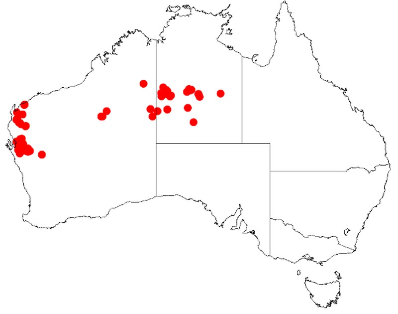 Acacia wiseana