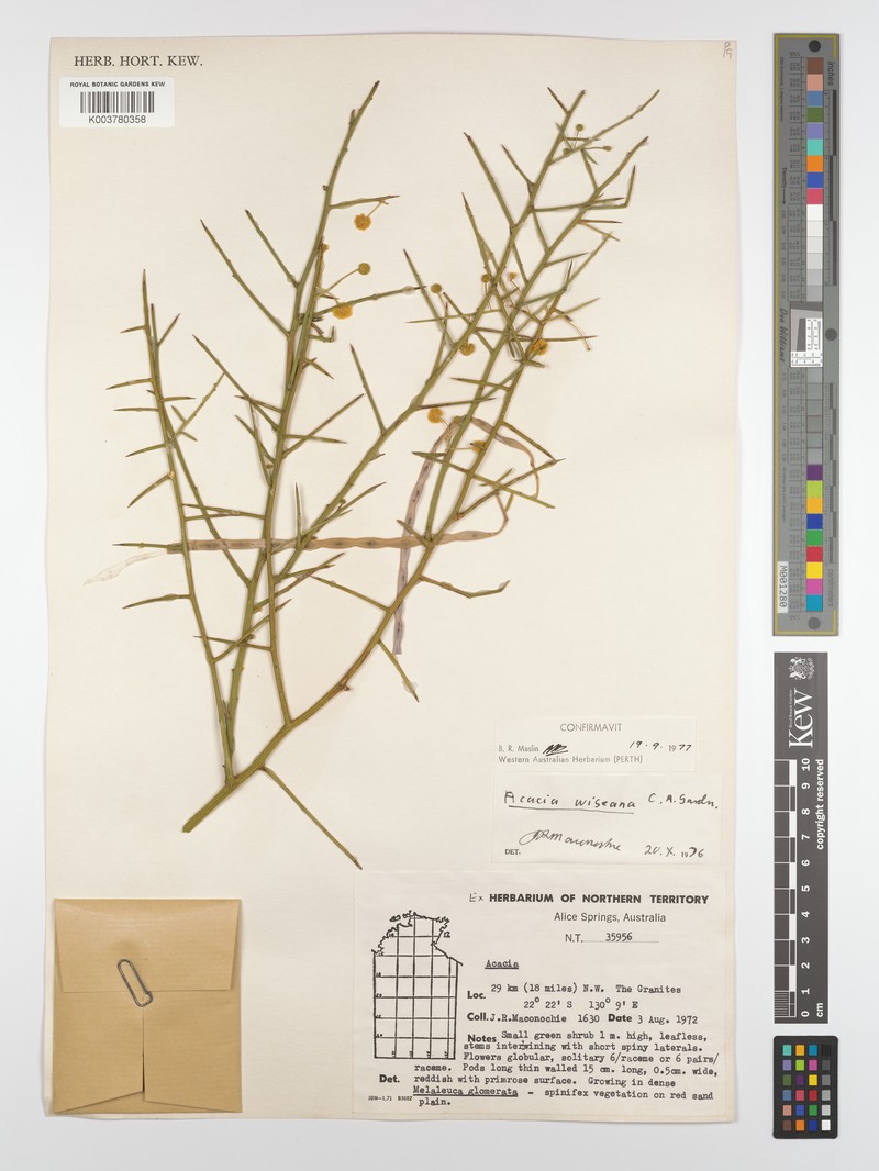 Acacia wiseana photo 2