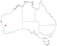 Acacia woodmaniorum