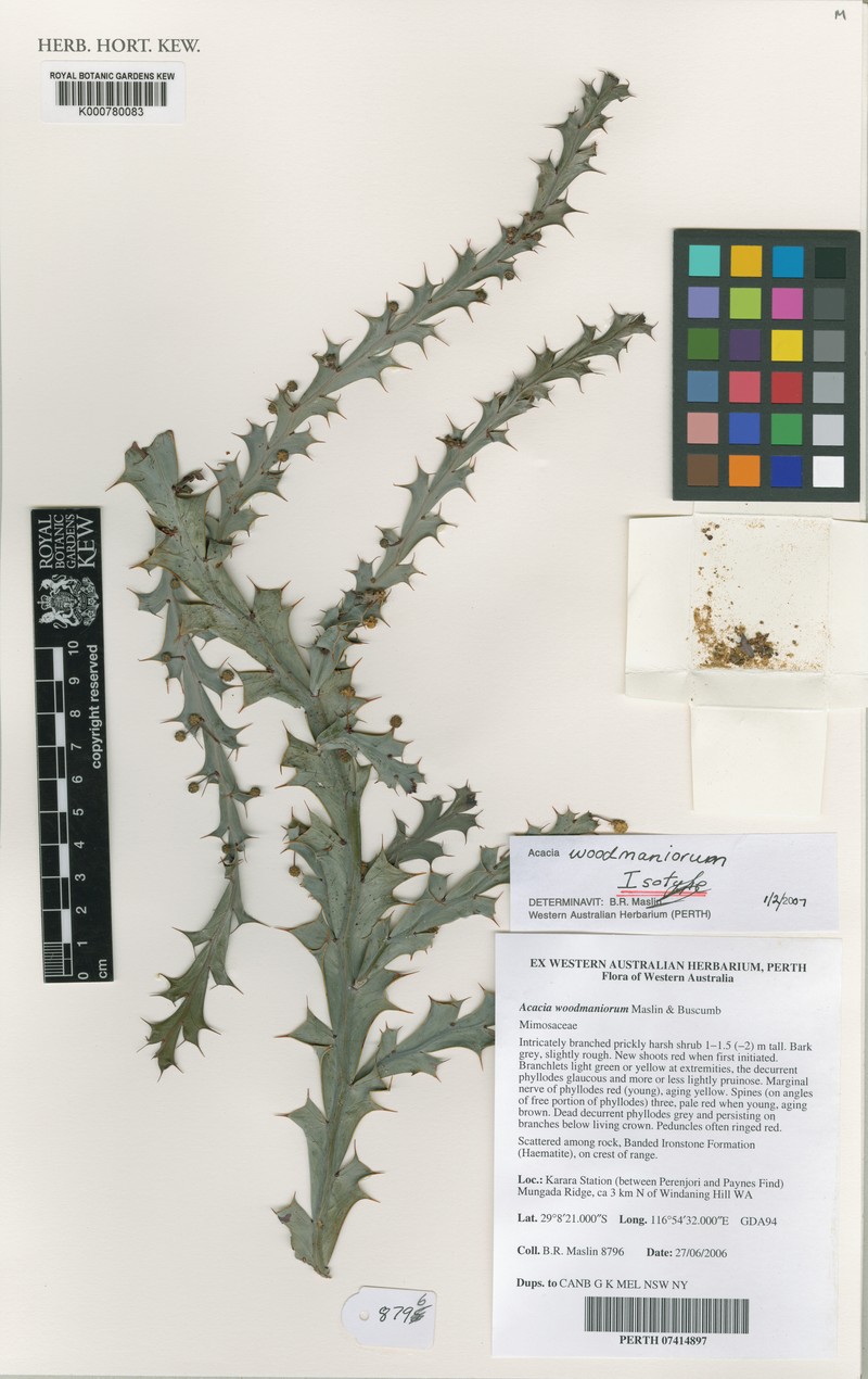 Acacia woodmaniorum photo 2