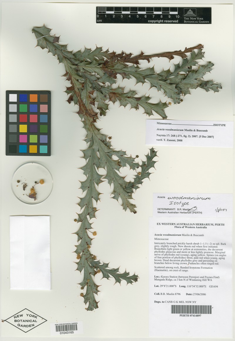 Acacia woodmaniorum photo 3