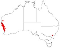 Acacia xanthina