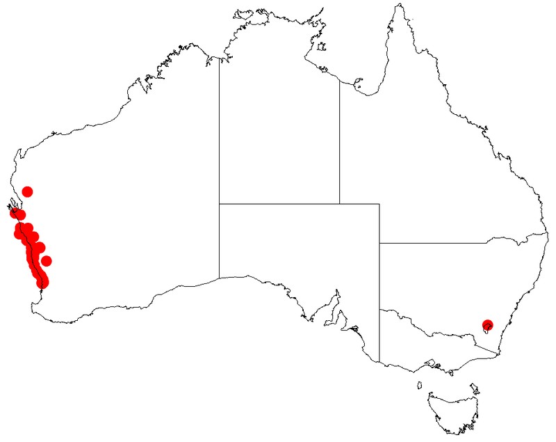 Acacia xanthina
