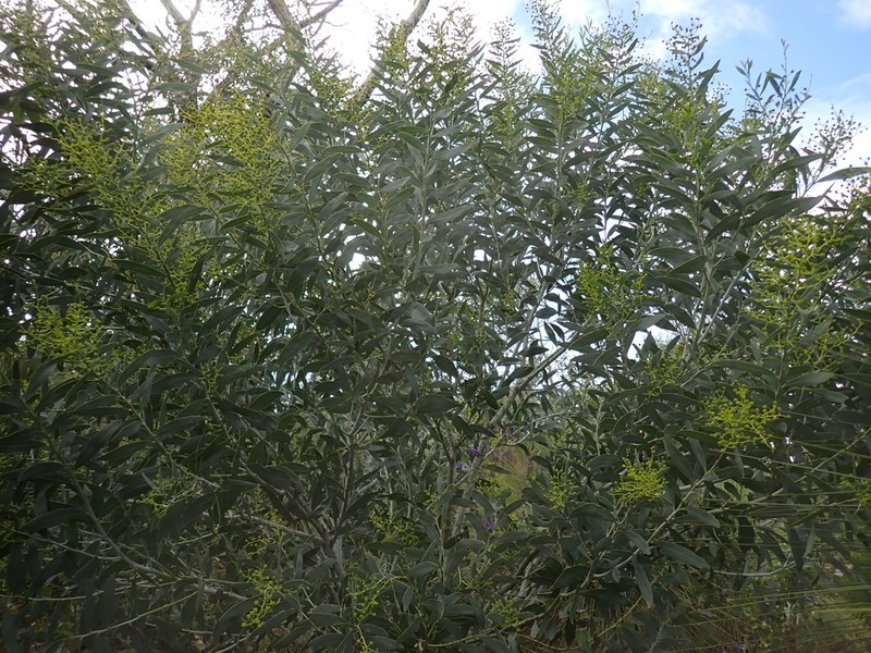 Acacia xanthina photo 2