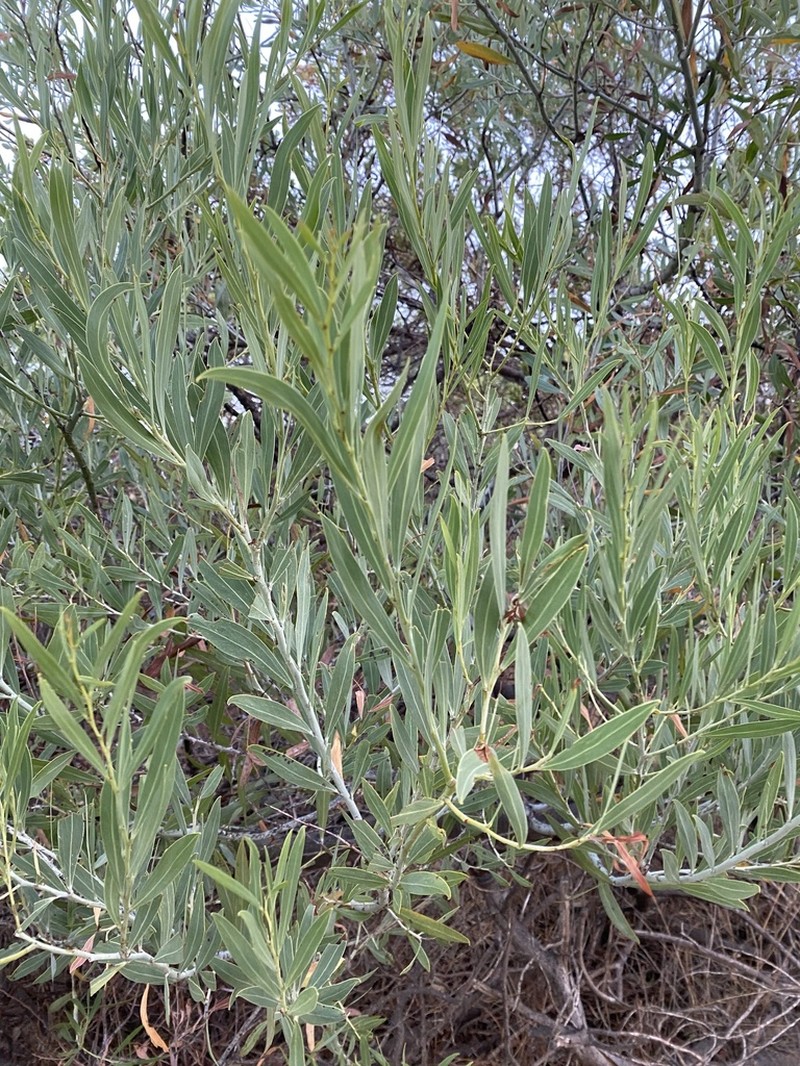 Acacia xanthina photo 3