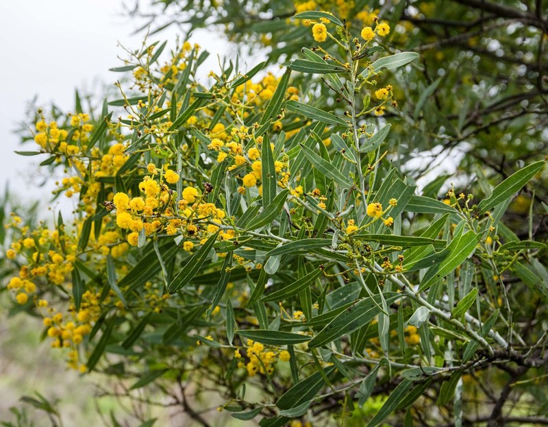 Acacia xanthina photo 4