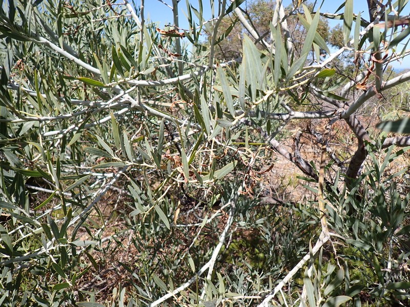 Acacia xanthina photo 5