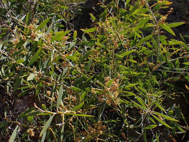 Acacia xanthina photo 6