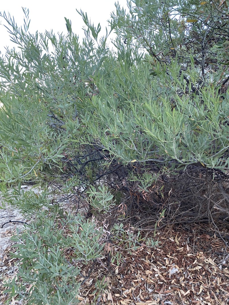 Acacia xanthina photo 7