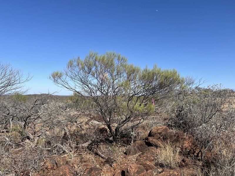 Acacia xanthocarpa photo 3