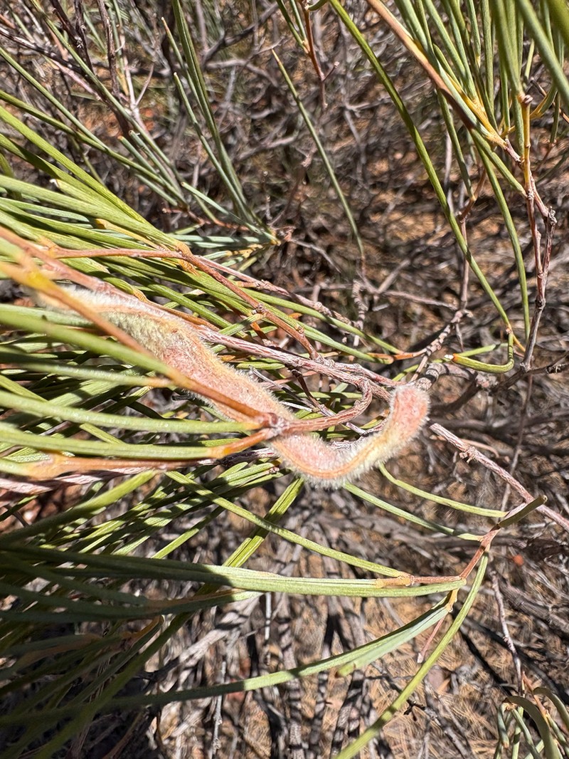 Acacia xanthocarpa photo 4