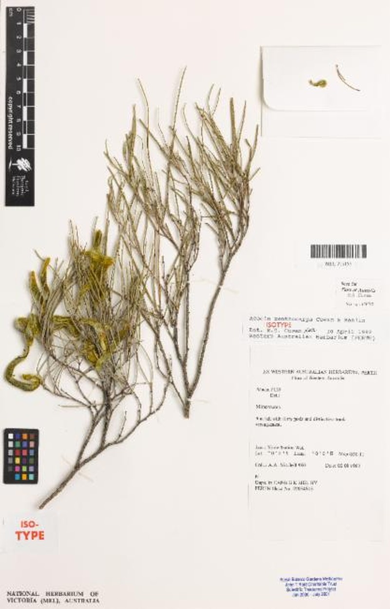 Acacia xanthocarpa photo 5