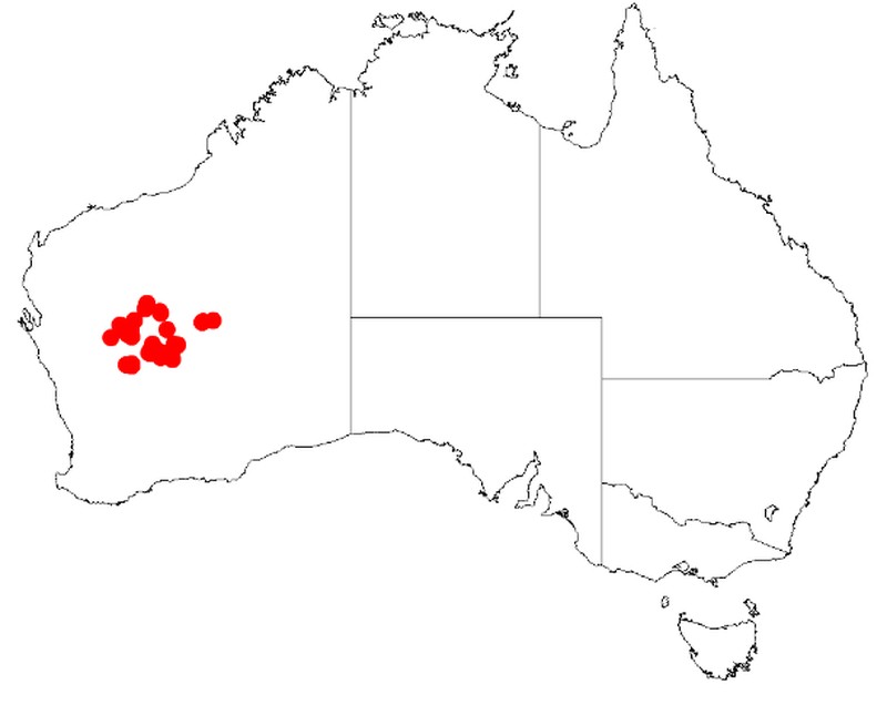 Acacia xanthocarpa