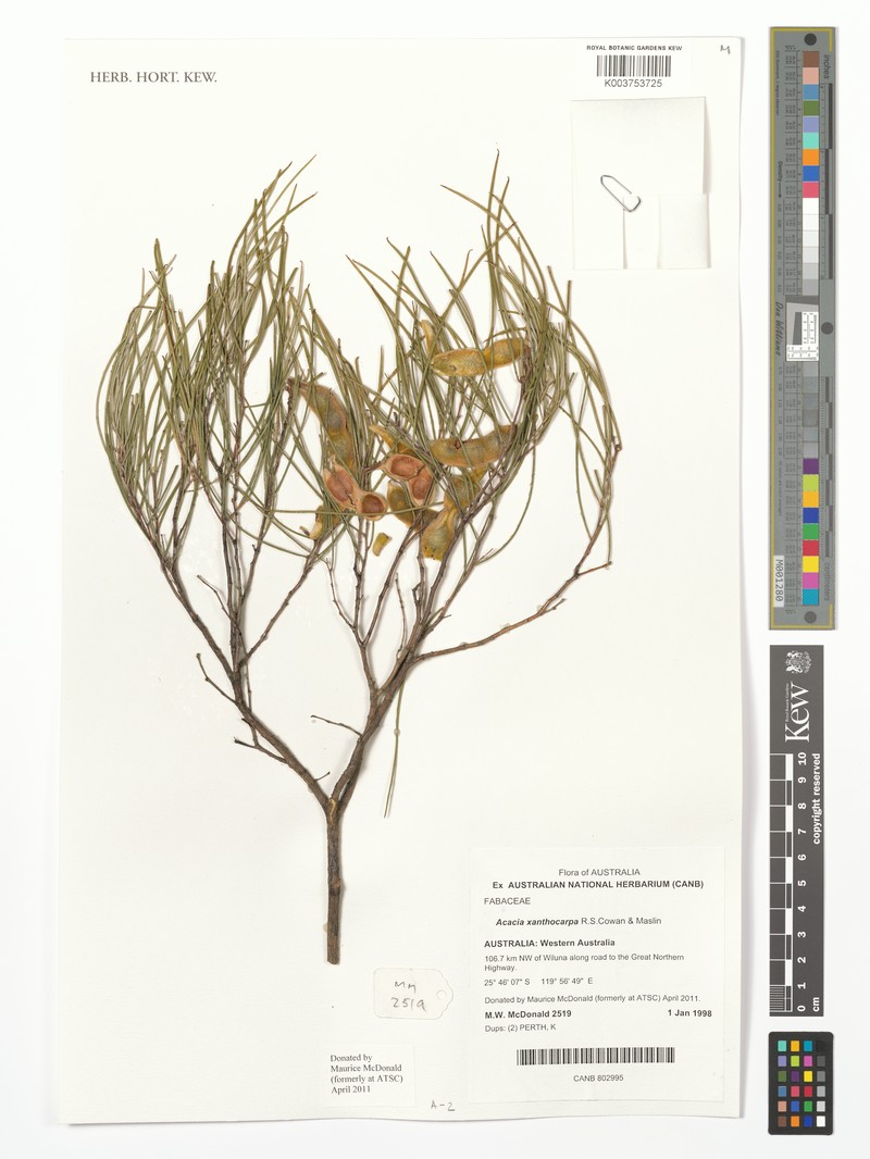 Acacia xanthocarpa photo 2