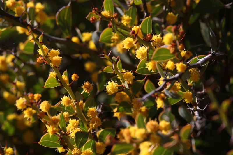 Acacia xerophila