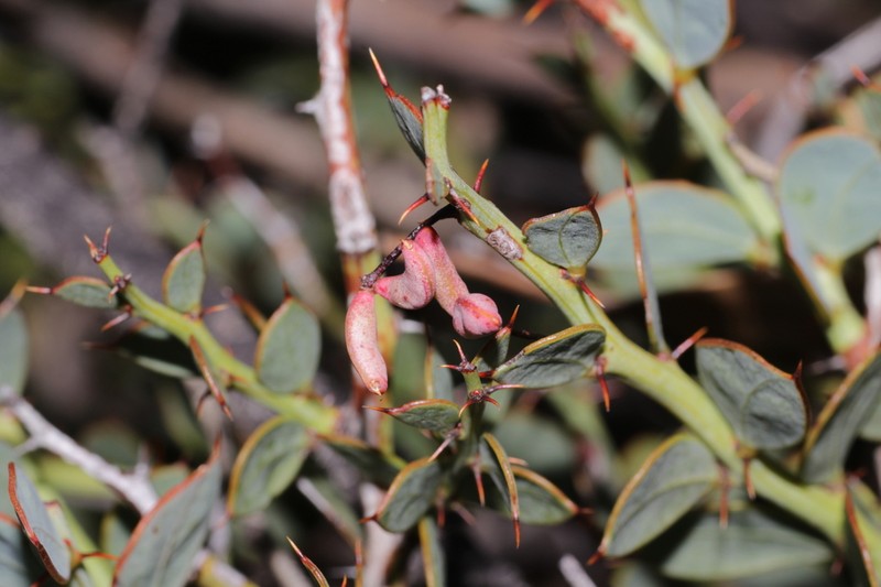 Acacia xerophila photo 5
