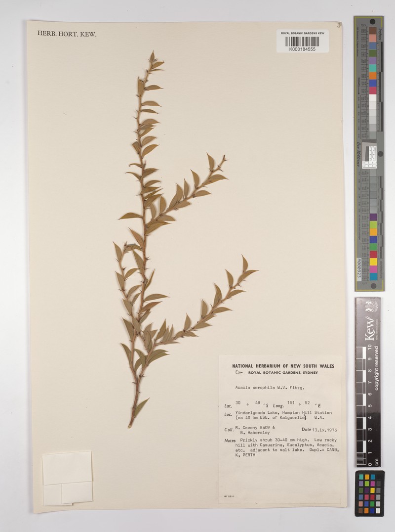 Acacia xerophila photo 2