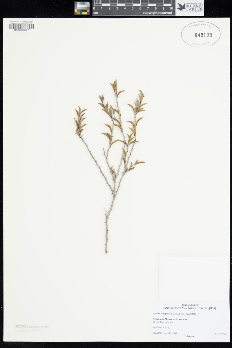 Acacia xerophila photo 3