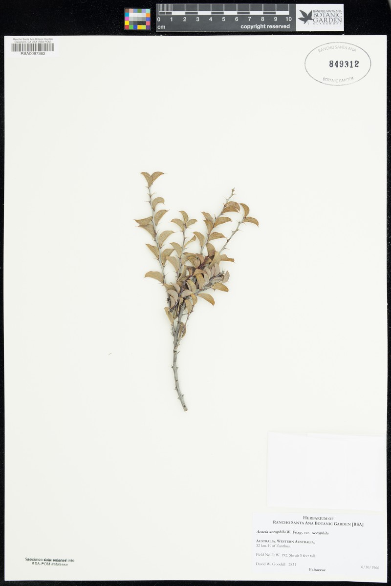 Acacia xerophila photo 4