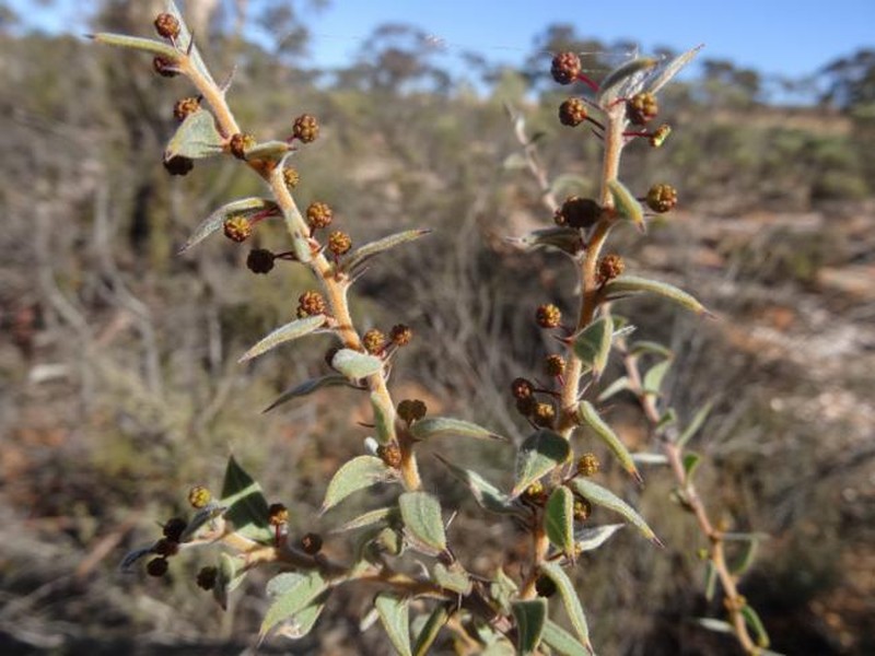 Acacia xerophila var. brevior