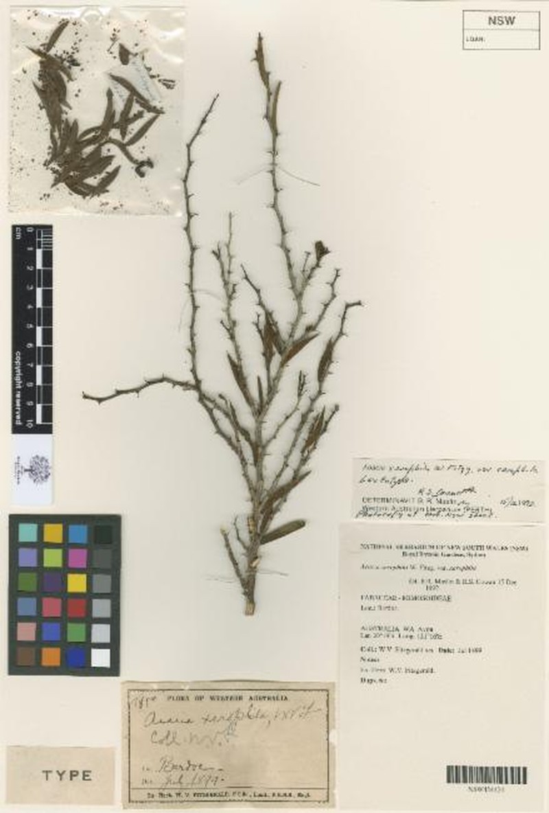 Acacia xerophila var. xerophila photo 3