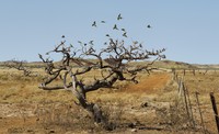 Acacia xiphophylla
