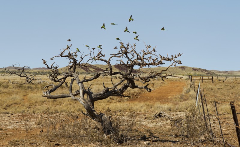 Acacia xiphophylla