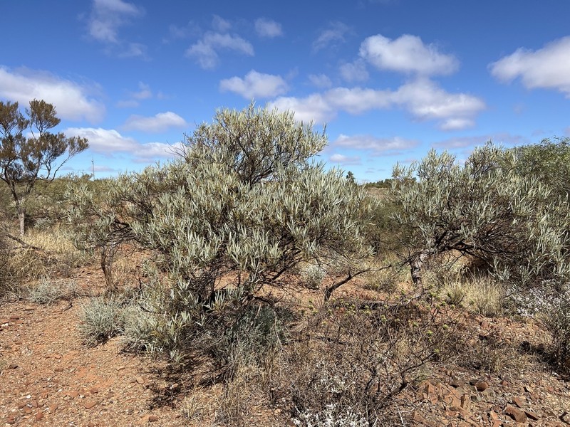 Acacia xiphophylla photo 2